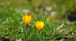 Astrologia e Equinócio de Primavera: por que este sábado é um dia tão importante