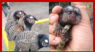Homem viraliza ao encontrar filhote de macaco e devolver para os pais