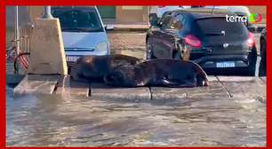 Temporal leva leões-marinhos para o asfalto em cidade do Rio Grande do Sul