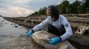 Mais de uma centena de botos mortos: as imagens que mostram o drama na seca da Amazônia