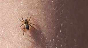 Criança reclama de etiqueta pinicando o braço e descobre que era picada de aranha