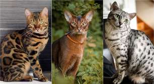Gatos que Parecem Tigres: Raças, Preços e Cuidados