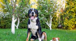 10 mitos comuns sobre os cachorros