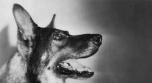 Você lembra? Listamos cães que ficaram famosos no mundo do cinema