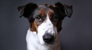 Expectativa de vida dos cães: quantos anos vive cada raça?