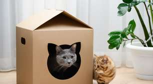 Veja como descobrir a idade de um gato