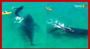 Baleia e filhote surpreendem ao nadarem próximo a canoístas na Austrália