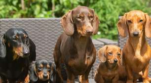 Dachshund: conheça a raça do famoso salsicha