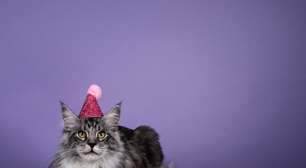 9 dicas para fazer uma festa de aniversário para o gato