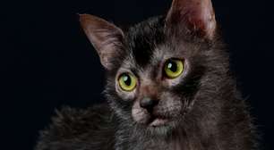 10 raças de gatos raras no mundo