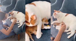 Vídeo de gato cuidando de filhote hospitalizado gera comoção na web