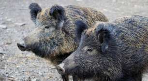Autoridade dos EUA emite alerta para javaporcos com carne azul envenenada na Califórnia