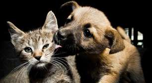 Pessoas se importam menos com seus gatos do que com seus cães, diz estudo