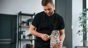 7 dicas para evitar bolas de pelo em gatos
