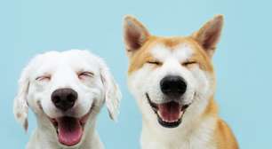 10 curiosidades fantásticas sobre os cachorros
