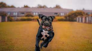 Cane corso: 6 fatos sobre a raça de cachorro trazida ao Brasil pelo Faustão