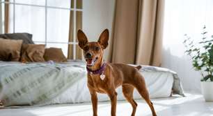 10 mitos sobre o cachorro da raça pinscher