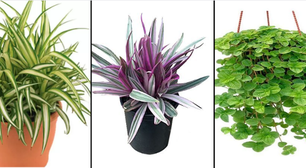 5 tipos de plantas para deixar o ar mais úmido em casa
