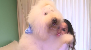 Poodle gigante de 30 kg faz sucesso na web e tem mais de 72 mil seguidores