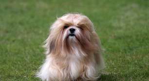 4 curiosidades sobre o cachorro da raça Ihasa apso