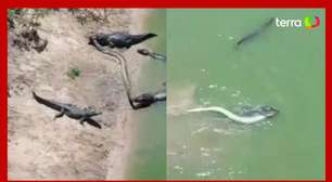 Jacarés lutam por sucuri gigante em lago no Pantanal