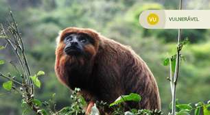 Espécie de macaco extinta há mais de 200 anoschapecoense e grêmio palpiteFlorianópolis será reintroduzida ao município