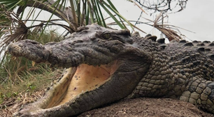 Afrodisíaco: 3 mil crocodilos se 'animam' com som de helicóptero e reação inusitada chama a atenção
