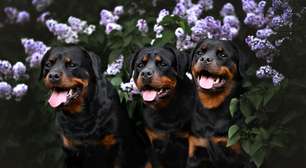 4 características do cachorro da raça rottweiler