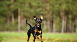 10 atividades recomendadas para a raça pinscher