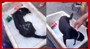 Cachorro viraliza ao entrar em isopor com gelo para suportar calor no RJ