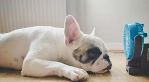 O perigo do calor para os pets: saiba como diminuir os riscos