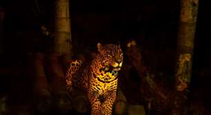 "Noite Animal"! Tradicional passeio noturno no Zoológico de São Paulo agora acontece no segundo sábado do mês