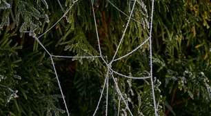 O motivo pelo qual ucranianos penduram teias de aranha nas árvores de Natal