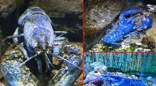 Pescador captura raríssima lagosta azul!