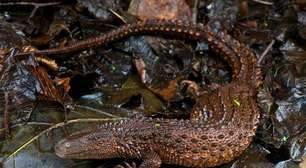 5 fatos sobre o lagarto asiático que pode ter sido a inspiração para o dragão