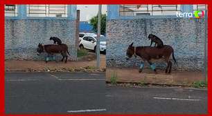 Cachorro é flagrado pegando 'carona' em cima de burro no interior de SP