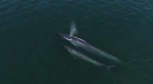A inesperada volta de baleias azuis ao 'refúgio' onde foram exterminadas