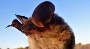 Morcego raro é encontrado no Paraná após um século