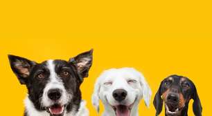 12 nomes para cachorro inspirados em comidas