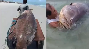 Peixe 'gigante' de 300 kg é encontrado por pescadores no Pará; assista