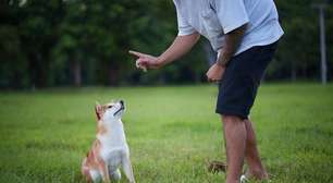 Por que os cães não entendem quando apontamos para algum lugar?