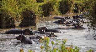 Hipopótamos de Pablo Escobar devem ser esterilizados pelo governo colombiano