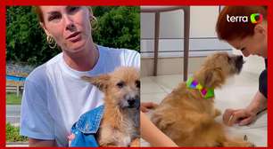 Ana Hickmann revela que seu cachorro a defendeu de agressão do marido