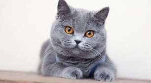 4 características do gato british shorthair