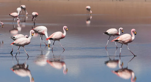 A gripe aviária que matou centenas de flamingos na Argentina e se espalha pela América do Sul