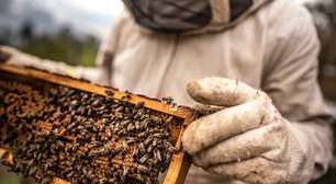 Métodos atuais de apicultura podem causar sofrimento às abelhas