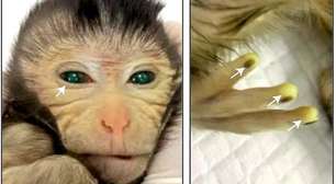 Macaco "quimera": Cientistas da China criam animal fluorescente