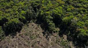 A iniciativa que pretende replantar 500 mil km² da Amazônia