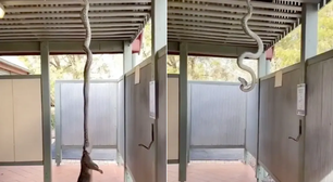 Cobra píton puxa gambá pelo pescoço, mas não consegue 'terminar o serviço'; assista