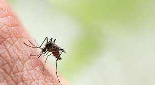Casos de dengue crescem; especialistas alertam para risco de pandemia em 2024